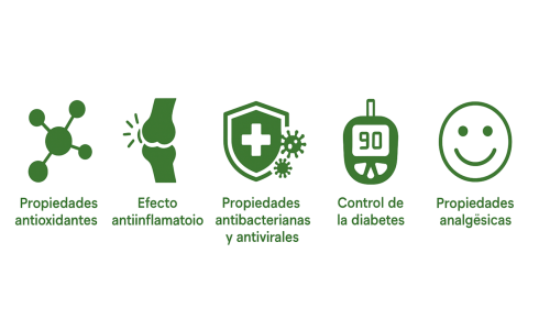 Propiedades y Usos de las Hojas de Guanábana